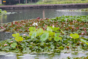 池塘中的水生植物景观