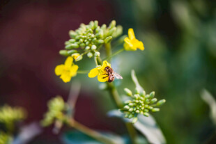 油菜花