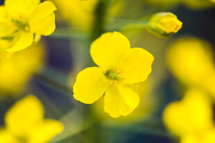 油菜花