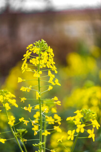 油菜花
