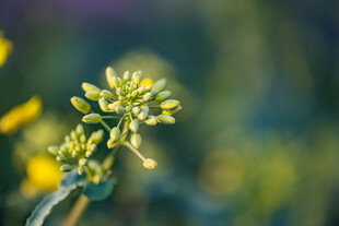 油菜花