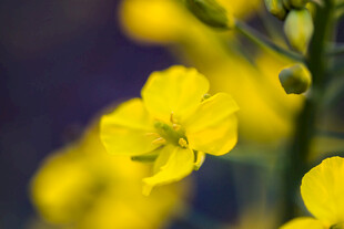 油菜花