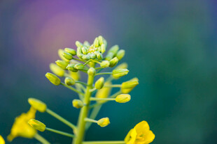 油菜花