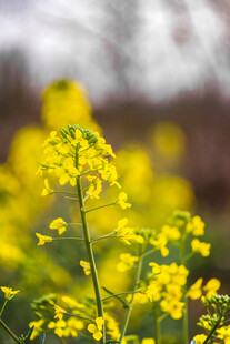 油菜花