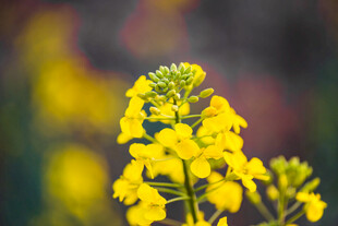 油菜花
