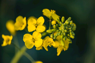 油菜花