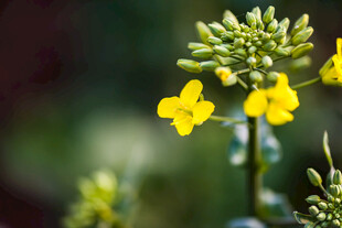 油菜花