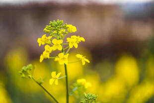 油菜花