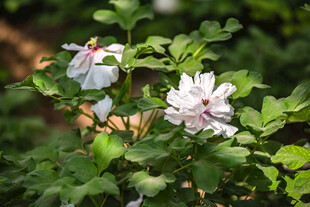 木槿花