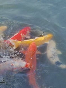 池塘中游动的多彩锦鲤