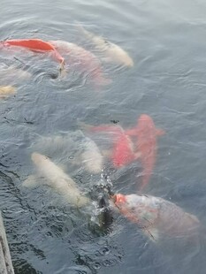 池塘中游动的多彩锦鲤