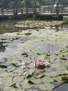 池塘中的娇艳睡莲