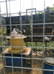 养殖场内的家禽喂食场景