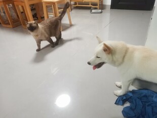 猫狗同框互动瞬间