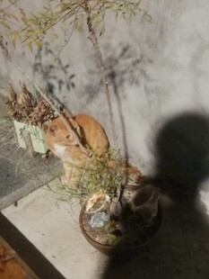 猫咪依偎在盆栽旁