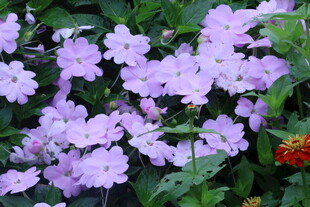 凤仙花  