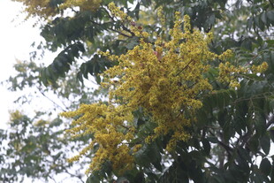 栾树花
