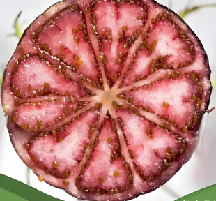 红果参
