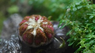 红果参