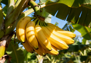 树上成熟的香蕉