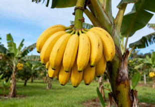 树上的金黄香蕉