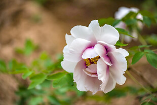 白牡丹花
