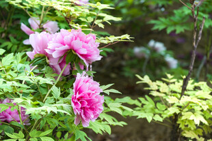 牡丹花