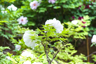 牡丹花
