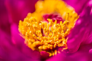牡丹花