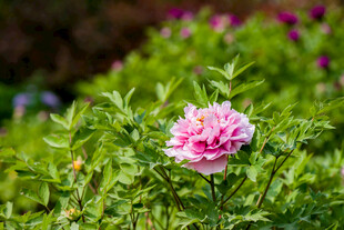 牡丹花