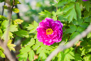 牡丹花