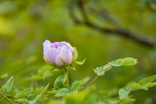 牡丹花