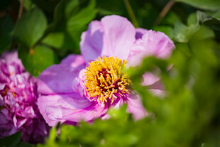 芍药