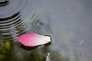 水中飘落的粉色花瓣