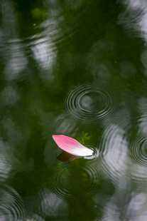 水面漂浮的粉色花瓣