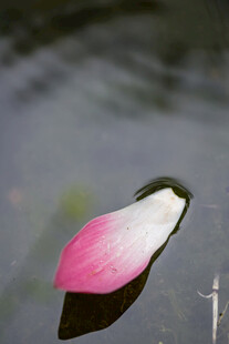 水中粉色花瓣