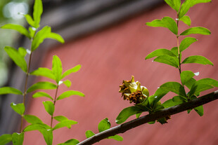 嫩绿枝芽绽放生机