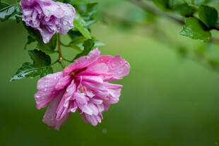木槿花