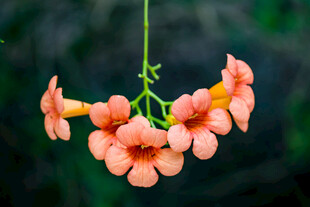 橙色喇叭状花朵垂挂枝头