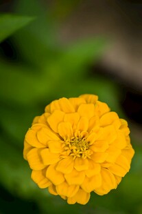 黄色单朵百日菊