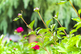 花园中绽放的娇艳花卉