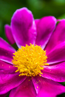 娇艳紫花配黄色花蕊