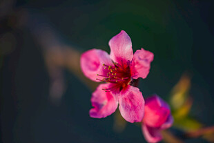 娇艳桃花