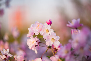 春日绽放的粉嫩花朵