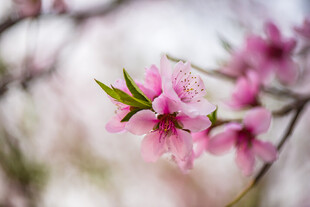 粉色桃花