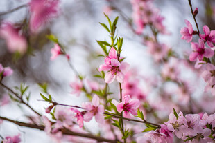 春日绽放的粉嫩桃花枝
