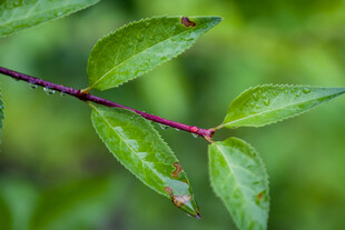 带露绿叶的植物枝条