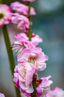 粉色娇艳花卉