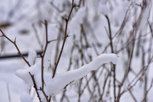 雪覆枝丫