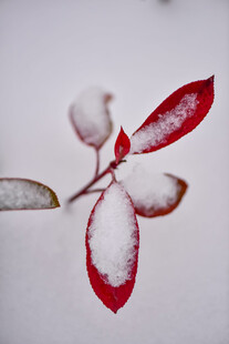 雪覆红叶